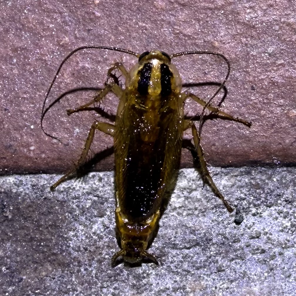 Adult German cockroach