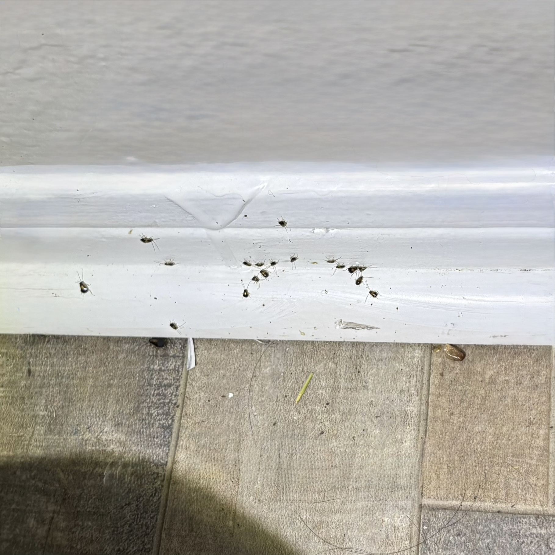 Baby German cockroach on baseboard