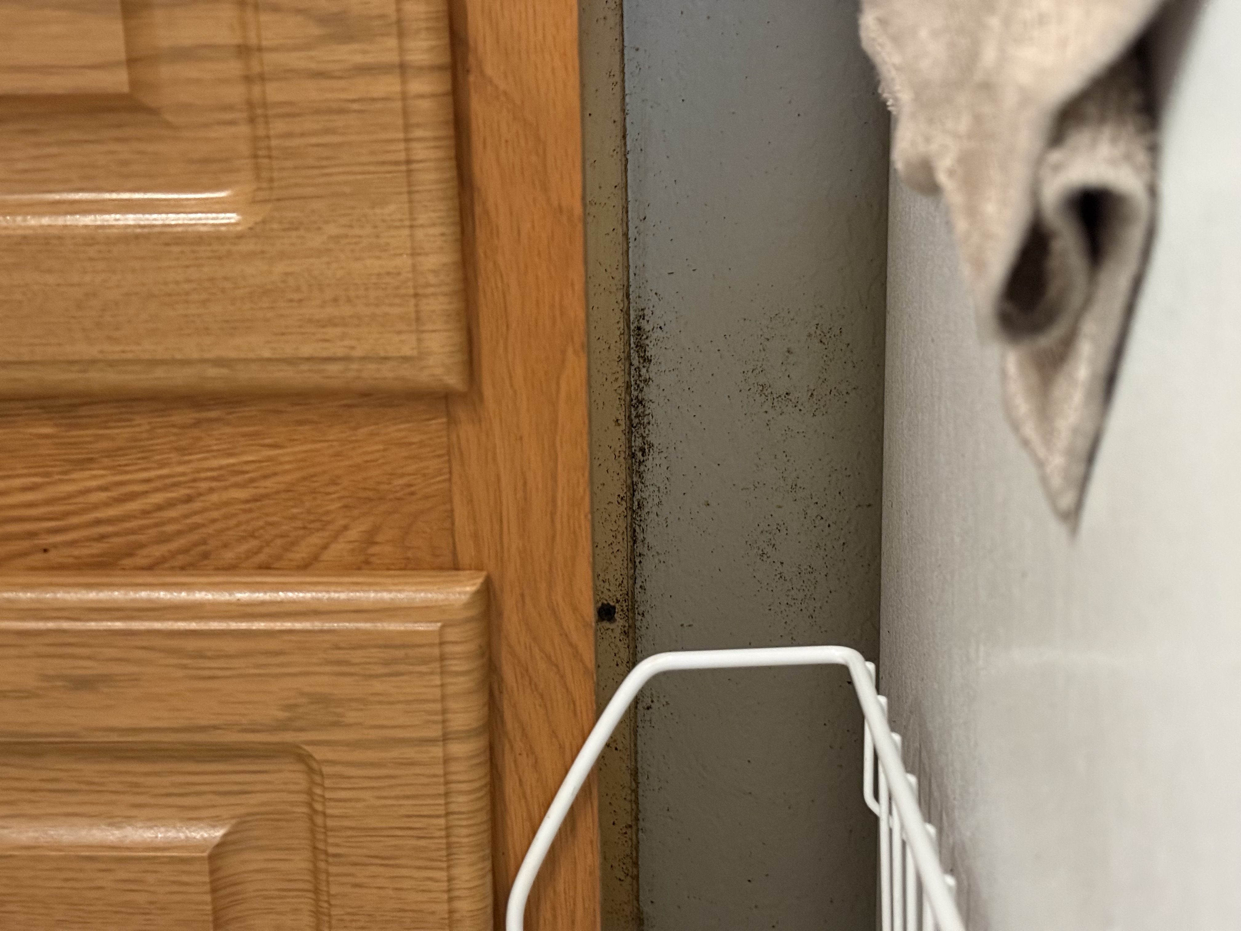Cockroach smear marks on wall